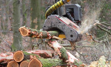 Wycinka drzew – nowe prawo z problemami