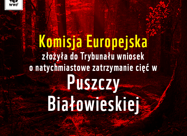 Komisja Europejska złożyła do Trybunału wniosek o natychmiastowe zatrzymanie cięć w Puszczy Białowieskiej