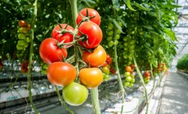 Zbyt duża liczba regulacji ogranicza rolnikom w UE dostęp do innowacyjnych środków ochrony roślin. Europejska żywność traci na konkurencyjności
