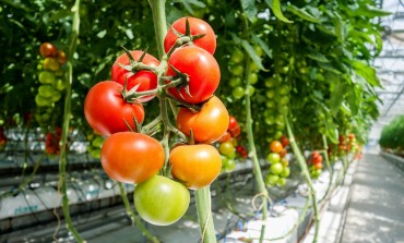 Zbyt duża liczba regulacji ogranicza rolnikom w UE dostęp do innowacyjnych środków ochrony roślin. Europejska żywność traci na konkurencyjności