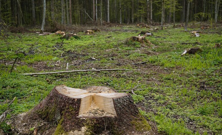 MŚ o opinii rzecznika generalnego Trybunału Sprawiedliwości UE ws. Puszczy Białowieskiej