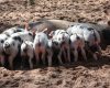 Rolnicy składają pierwsze wnioski o rekompensaty z powodu afrykańskiego pomorem świń. Wirus spowodował już wielomilionowe straty
