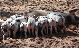 Rolnicy składają pierwsze wnioski o rekompensaty z powodu afrykańskiego pomorem świń. Wirus spowodował już wielomilionowe straty