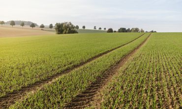 Zmiany w znakowaniu żywności bez GMO. Nowe przepisy mogą jednak wprowadzać konsumentów w błąd