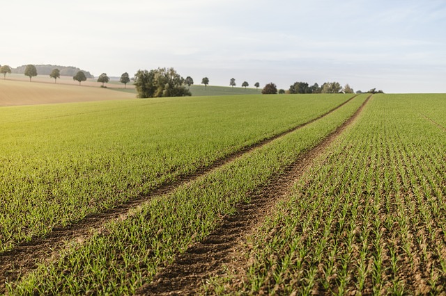 Zmiany w znakowaniu żywności bez GMO. Nowe przepisy mogą jednak wprowadzać konsumentów w błąd