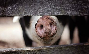 Producenci świń i tytoniu mogą się ubiegać o pomoc finansową z tytułu niezapłaconych faktur. ARiMR przyjmuje wnioski do 14 sierpnia