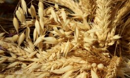 Wszedł w życie czasowy zakaz importu żywności z Ukrainy. Rolnicy i tak obawiają się problemu pełnych magazynów zboża przed kolejnym sezonem